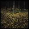 Sous bois