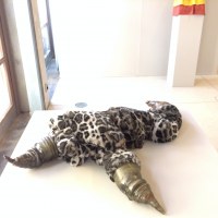 Griffes, peau de léopard et céramique