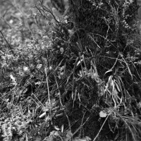 Bérismenil, tirage argentique, 2009