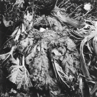 Au jardin, Daniel Michiels