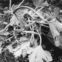 Au jardin, Daniel Michiels