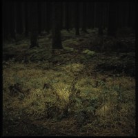 Sous bois