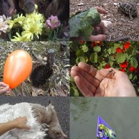 Se faire des amis est une série de 7 vidéos réalisées avec des animaux , 1999-2006