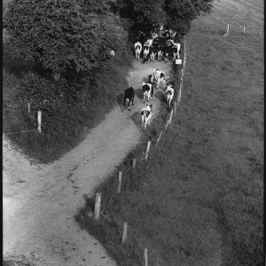 Conduire le troupeau, photographie, 24 x 30 cm, 1962
