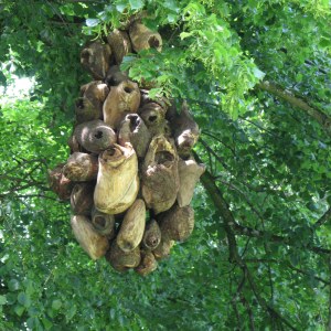 Résidence, loupes de bois