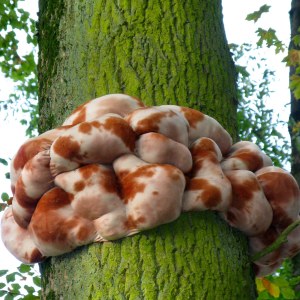 Collection d'été 2009