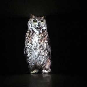 Le Hibou, vidéo, 2005, prêt collection du FRAC Occitanie