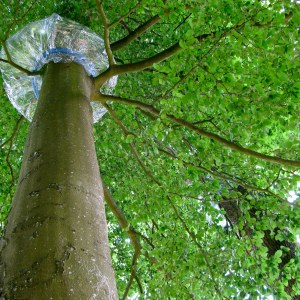 Pulsations plastiques