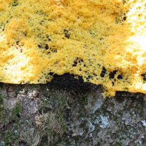 Sans titre polyéthylène