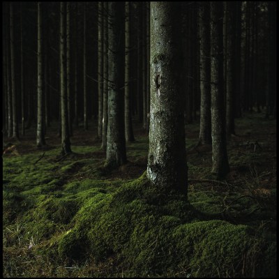 Sous bois