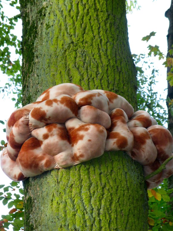 Collection d'été 2009