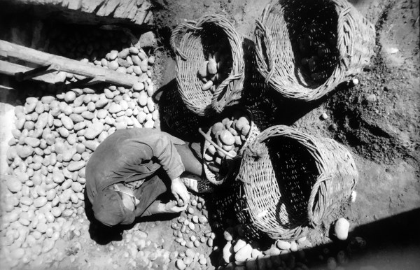 Récolte des pommes de terre, 24 x 30 cm, septembre 1962