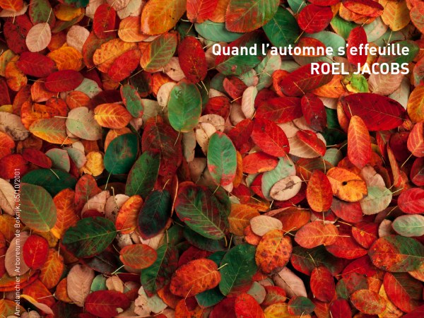 Amelanchier, Amelanchier, Arboretum de Bokrijk, 05/10/2001