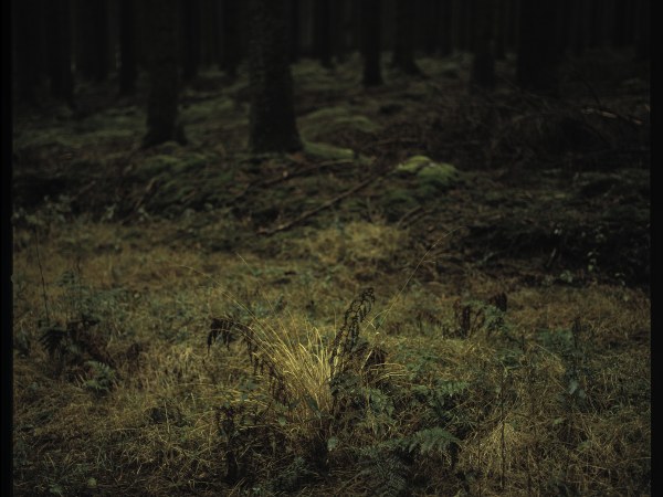 Sous bois